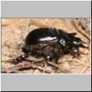 Typhoeus typhoeus - Stierkaefer m06.jpg